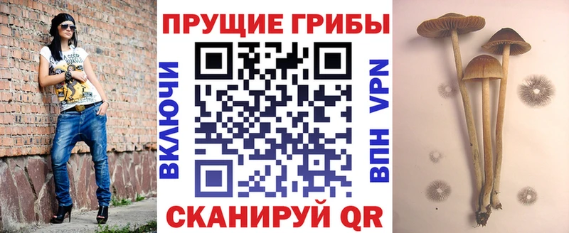 KRAKEN онион  сколько стоит  Малгобек  Галлюциногенные грибы мухоморы 